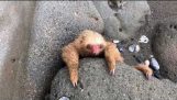 Pat Sloth de salvare în Costa Rica