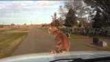 कार के हुड पर साहसी बिल्ली सवारी