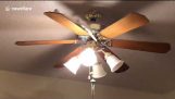 Doves go for a ride on a ceiling fan