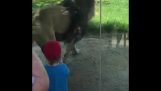 Un león marca su territorio frente a un niño
