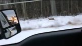 Wolf chases a deer