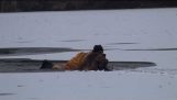 Resgatar um cão em um lago congelado
