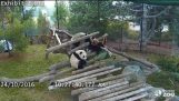 Kompilacja Spadek Giant Panda Cub- Zoo w Toronto