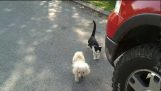 cat helps blind dog