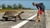 Explorer Interrupts Mating Tortoises, Slowest Chase Ever Ensues
