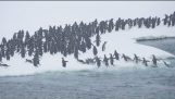 兴奋的企鹅飞跃海洋