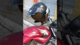 Bees in a motorcycle helmet