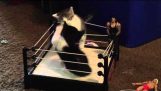 Koťata bojovat v maličké boxerský Ring