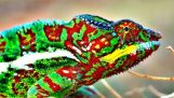 Jak chameleoni změnit barvu?