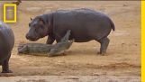 युवा हिप्पो मगरमच्छ के साथ खेलने के लिए कोशिश करता है | नेशनल ज्योग्राफिक