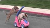 Two dogs have fun in a small kid’s car