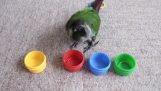Inteligentní papoušek je opravdu dobrý v řešení problému!