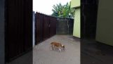 الكلب مقابل البوابة