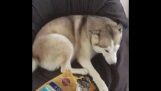 Cheeky Husky se coince Stealing Treats Chien