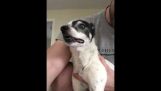 Dog Sneezing