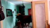 A bull enters a house