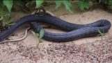 Snake vyzvrátí živým hadom