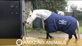 Horse-Riding Cat Treks Around Devon