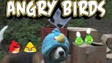 Angry Birds en la vida real