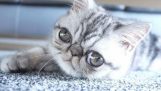 Herman, mačka s obrovské oči