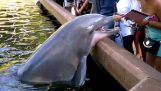 Dolphin stjæler iPad fra en kvindes hænder