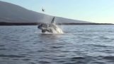 Φάλαινα Όρκα παίζει με μια θαλάσσια χελώνα