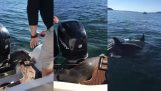 A seal that is attacked by orcas climbs into boat