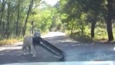 호랑이는 야생 동물 공원에서 자동차 범퍼를 뽑아 풀다