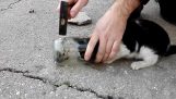 Rescue kattunge stakk hodet i krukke