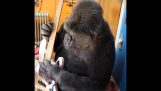 Il Koko il gorilla a suonare il basso insieme con la Pulce