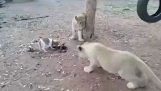 En valp skyddar måltiden av tre unga lejon