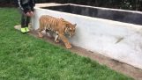 Τρομάζοντας μια τίγρη