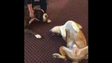 A dog is worried when his friend plays dead