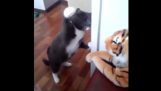 De kat die een hekel aan de tijgers