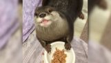 A hungry otter eating meal