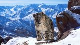 The wonderful trailer of the documentary Planet Earth II