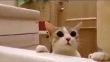 Γάτα προσπαθεί να σώσει την ιδιοκτήτριά της από τη μπανιέρα