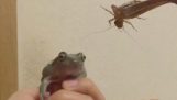 Frosch gegen Heuschrecken