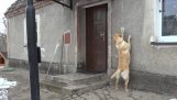 Собака знає, як потрапити в будинок