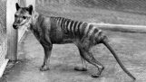 Seks typer af uddøde dyr siden 1900