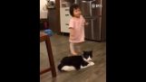 Tripping by the cat