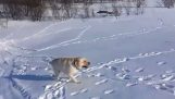 Un câine îi place să se târască în zăpadă