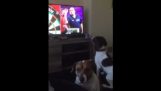 Σκύλος παρακολουθεί πρωτάθλημα με βελάκια στην τηλεόραση