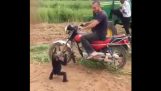 Ένας μικρός χιμπατζής θέλει βόλτα με τη μηχανή