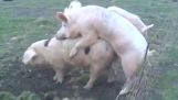 Świnie na ogrodzenie elektryczne