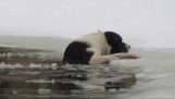 Man rescues dog from icy nerolakko