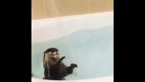 Een Otter in de badkuip