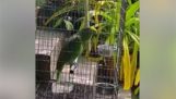 Ένας παπαγάλος τραγουδά το “Chandelier”