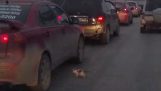 Ένα τυχερό γατάκι στο δρόμο