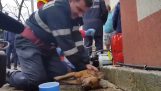 Bombeiro salva a vida de um cão com respiração artificial